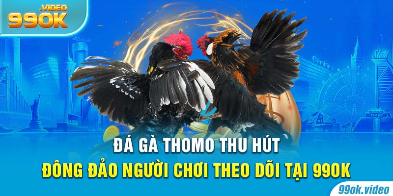 Đá gà thomo thu hút người chơi theo dõi tại 99OK