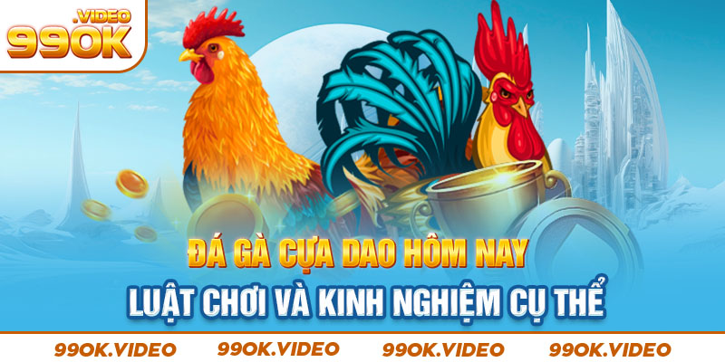 Đá gà cựa dao hôm nay