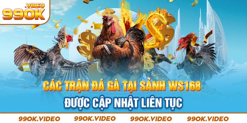 Các trận đá gà tại sảnh WS168 được cập nhật liên tục