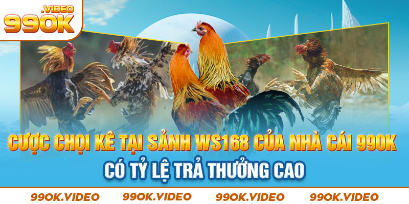 Cược chọi kê tại sảnh WS168 của nhà cái 99OK có tỷ lệ trả thưởng cao